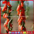 Lycium barbarum goji organic goji lycium berry